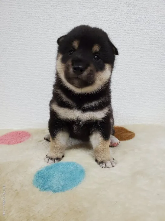 ID：2008-00997の子犬