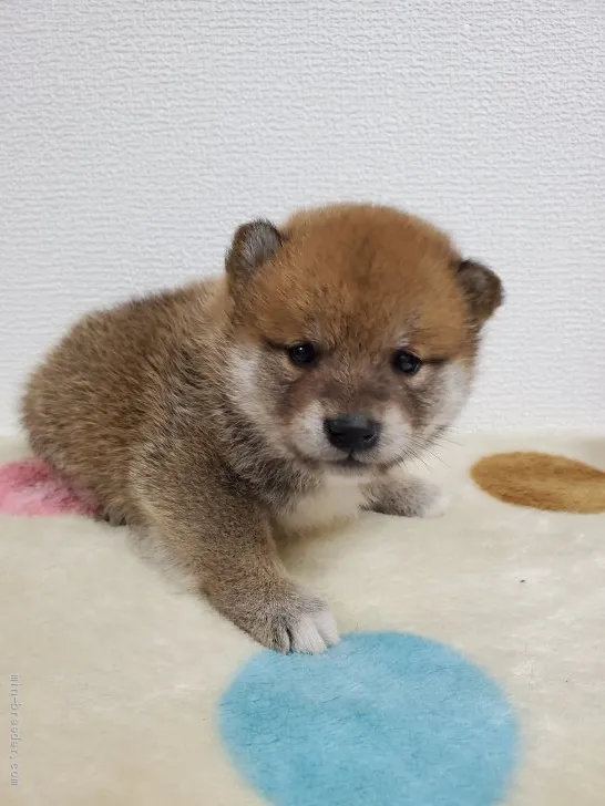 ID：2006-01644の子犬