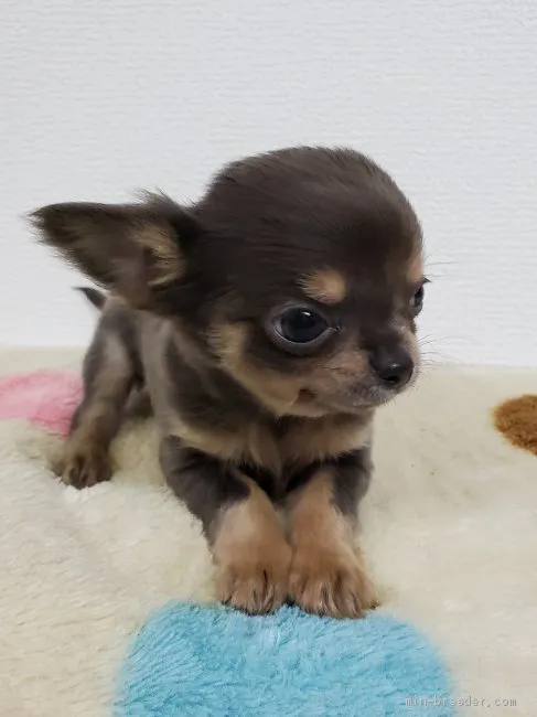ID：2004-00616の子犬