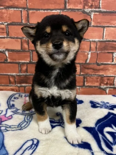 ID：2203-02913の子犬