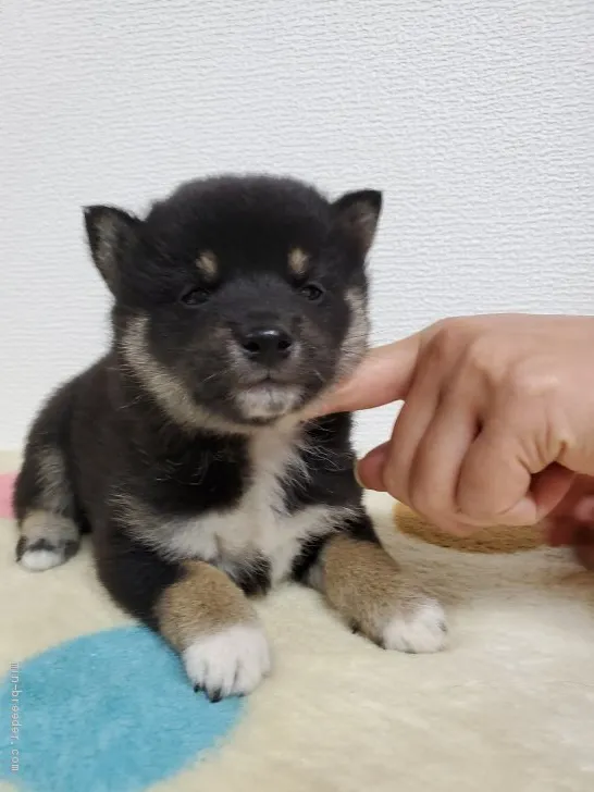 ID：2006-01639の子犬