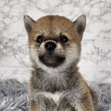 柴犬(豆柴)【和歌山県・男の子・2024年6月16日・赤】の写真「✨️極小豆柴✨️小さな小さな可愛い男の子🎵」