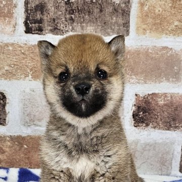 柴犬(豆柴)【和歌山県・女の子・2023年12月26日・赤】の写真「✨️両親豆柴認定犬✨️極小豆柴‼️可愛い女の子🎵」