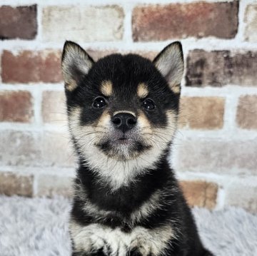 柴犬(豆柴)【和歌山県・男の子・2024年3月12日・黒】の写真「✨️両親豆柴認定犬✨️小さな可愛い男の子🎵」