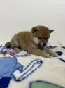 豆柴【和歌山県・男の子・2021年11月5日・赤】の写真3