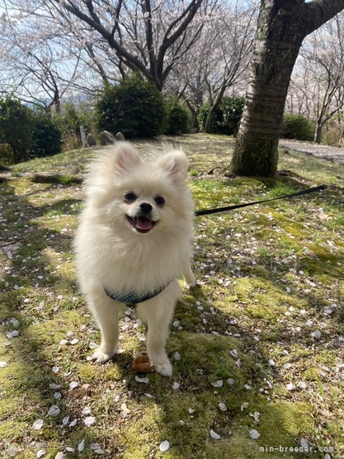 飼主様からご提供頂きました、うちからお迎え頂いたポメラニアンのなぎ君です😊｜川口　智義(かわぐち　ともよし)ブリーダー(広島県・トイプードルなど・JKC登録)の紹介写真7