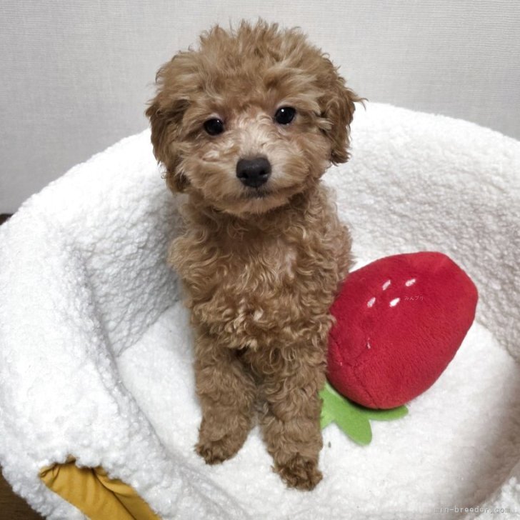 ブリーダー画像