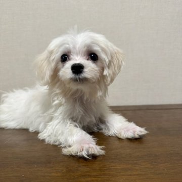 マルチーズ【広島県・女の子・2025年4月30日・ホワイト】の写真「おてんば姫」
