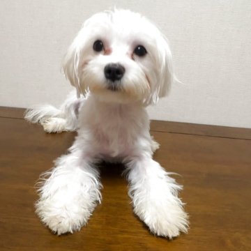 マルチーズ【広島県・女の子・2025年4月30日・ホワイト】の写真「オールホワイトで健康的な女の子」