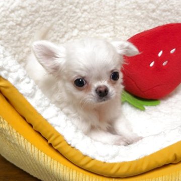 チワワ(ロング)【広島県・男の子・2025年7月21日・ホワイト&クリーム】の写真「👽♂」