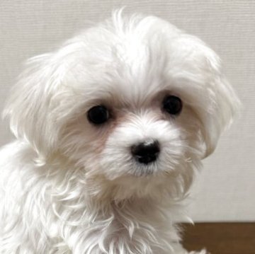 マルチーズ【広島県・女の子・2025年4月30日・ホワイト】の写真「小ぶりでマズル激短」