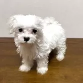 マルチーズ