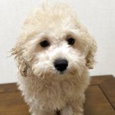 トイプードル(トイ)