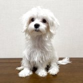 マルチーズ