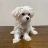 マルチーズ