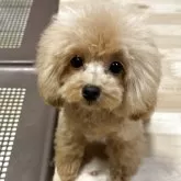 ティーカッププードル