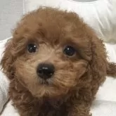 タイニープードル