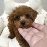ティーカッププードル