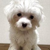 マルチーズ