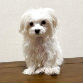 マルチーズ