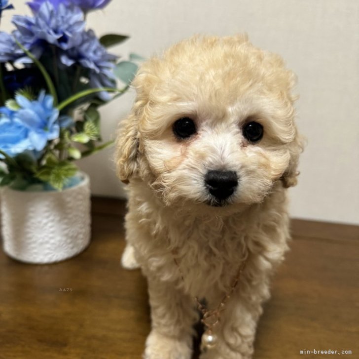Y.O 様のお迎えした子犬