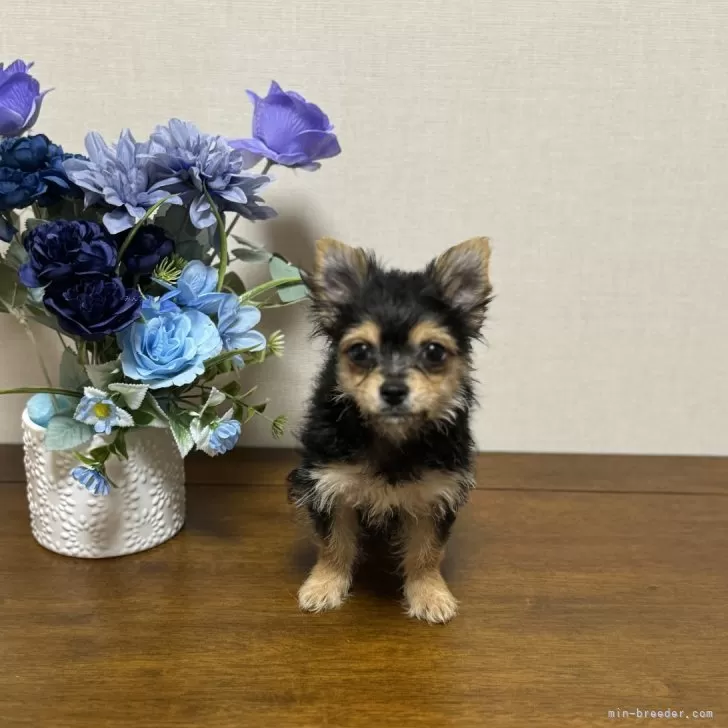 ID：2409-02487の子犬