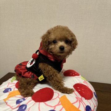 トイプードル(ティーカップ)【広島県・女の子・2024年6月17日・レッドフォーン】の写真「小顔of小顔‘s」