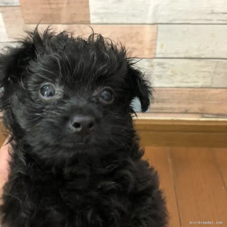 ID：2308-04296の子犬