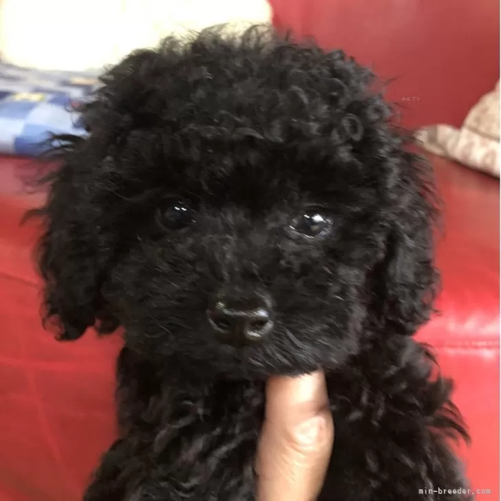 ID:2506-04634の子犬