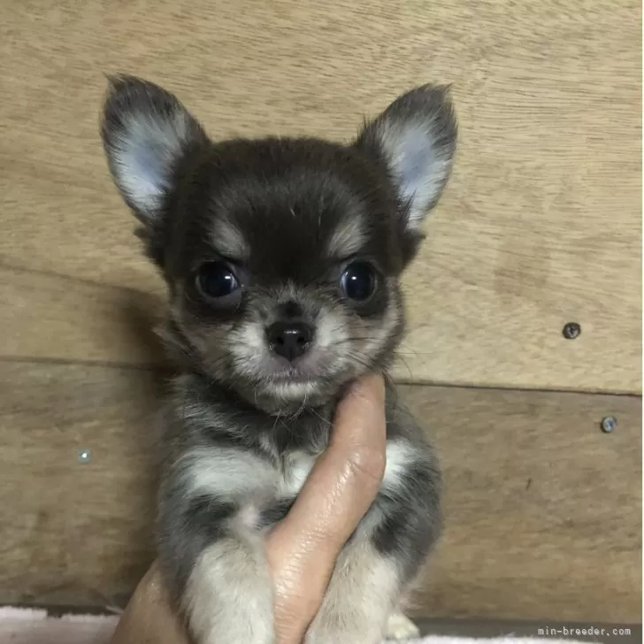 チワワ(ロング)【兵庫県・男の子・2025年8月24日・ブルークリーム】の写真1