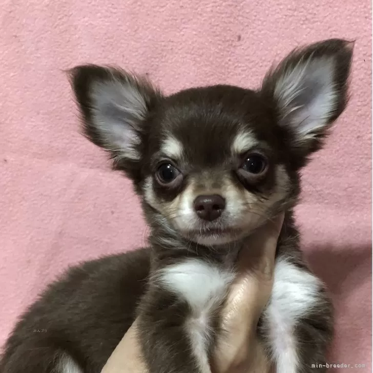 ID：2503-06243の子犬