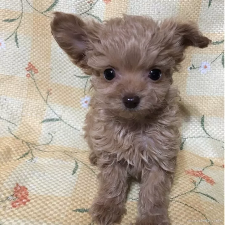 ID：2504-01671の子犬
