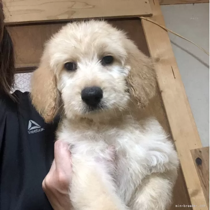 ID:2507-02827の子犬