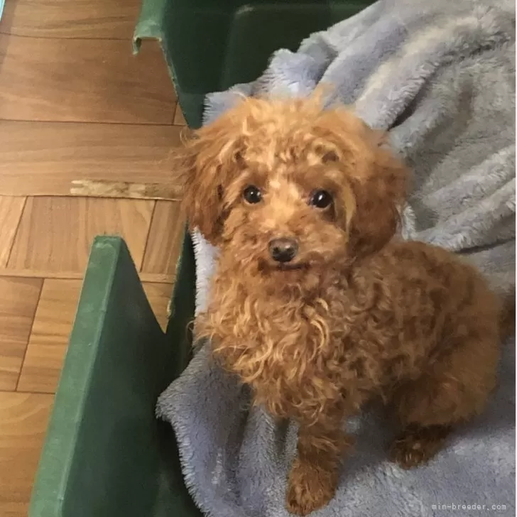 ID:2502-00611の子犬