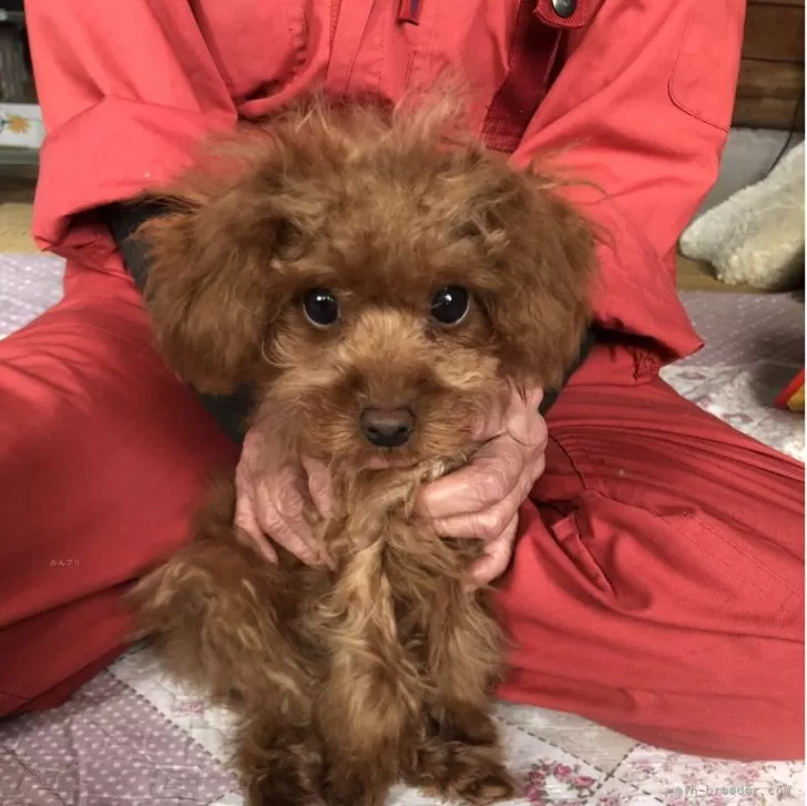 トイプードル(トイ)【兵庫県・女の子・2025年7月17日・レッド】の写真1