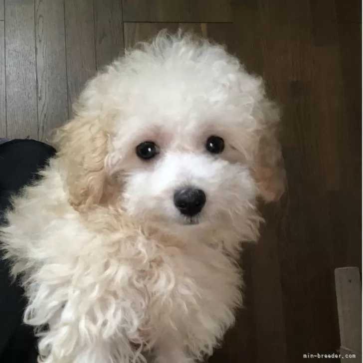ID：2507-02402の子犬