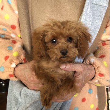 トイプードル(トイ)【兵庫県・女の子・2025年7月17日・レッド】の写真「とってもかわいい女の子ちゃん❣️」