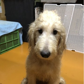 ゴールデンドゥードル(ゴールデンレトリバー×スタンダードプードル)【兵庫県・女の子・2025年5月24日・クリーム系】の写真「両親PRAクリア！とってもかわいい女の子ちゃん❣️」