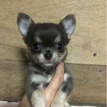 チワワ(ロング)【兵庫県・男の子・2025年8月24日・ブルークリーム】の写真「両親PRAクリア！とっても元気な男の子くん❣️」