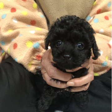 トイプードル(トイ)【兵庫県・女の子・2025年10月20日・ブラック】の写真「小ぶりでかわいい女の子ちゃん❣️」