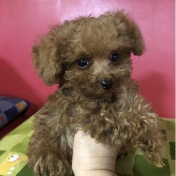 トイプードル(トイ)【兵庫県・男の子・2025年7月17日・レッド】の写真「とってもかわいい男の子くん❣️」