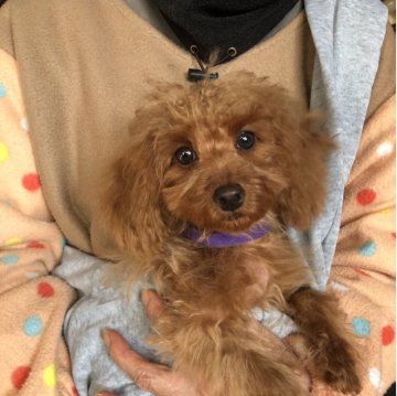 トイプードル(トイ)【兵庫県・男の子・2025年7月17日・レッド】の写真「とってもかわいい男の子くん❣️」