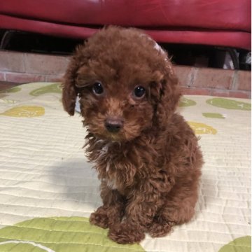 トイプードル(トイ)【兵庫県・男の子・2025年9月15日・レッド】の写真「とってもかわいい男の子くん❣️」