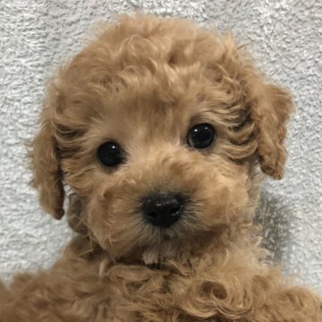 トイプードル(トイ)【兵庫県・男の子・2024年11月16日・アプリコット】の写真「元気いっぱい男の子くん❣️」