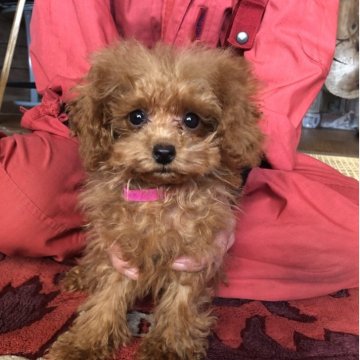 トイプードル(トイ)【兵庫県・女の子・2025年7月17日・レッド】の写真「とってもかわいい女の子ちゃん❣️」