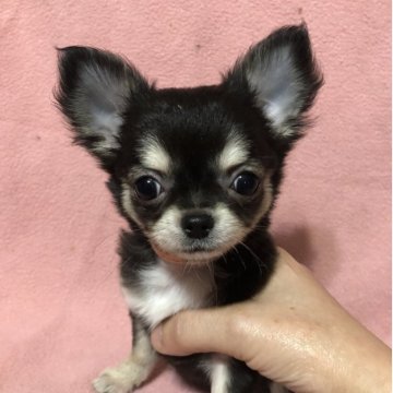 チワワ(ロング)【兵庫県・女の子・2025年1月21日・ブラッククリーム&ホワイト】の写真「ゴールデンウィークセール元気でかわいい女の子ちゃん」