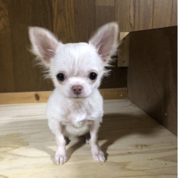 チワワ(ロング)【兵庫県・女の子・2025年7月22日・クリーム&ホワイト】の写真「とってもかわいい女の子ちゃん❣️」
