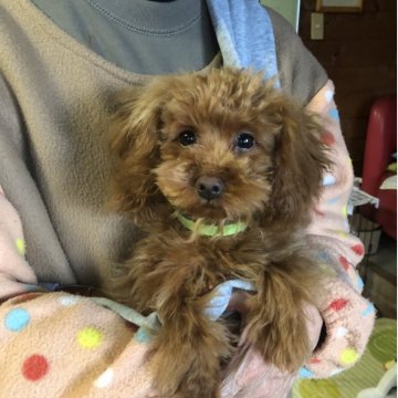 トイプードル(トイ)【兵庫県・男の子・2025年7月17日・レッド】の写真「とってもかわいい男の子くん❣️」