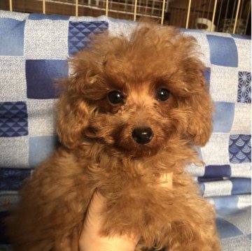 トイプードル(トイ)【兵庫県・男の子・2025年7月17日・レッド】の写真「とってもかわいい男の子くん❣️」