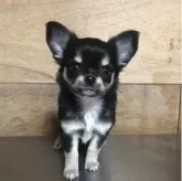 チワワ(ロング)